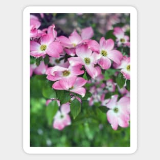 Dogwood Flowers in Spring Sticker